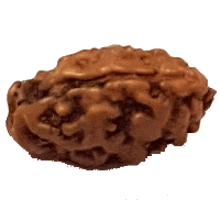1 mukhi Rudraksha